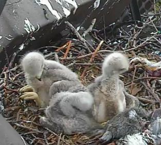 Baby  Tailed Hawk on Baby Red Tail Hawks Are Growing Their Feathers    New England S Narrow