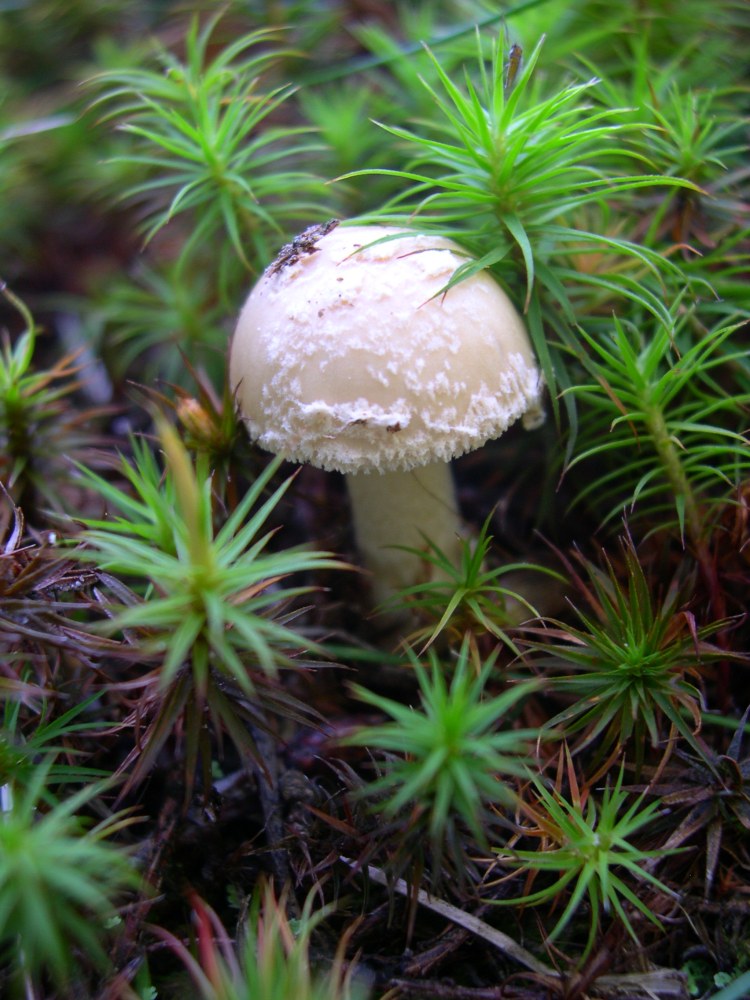 Tiny Mushroom - "Fly Amanita"?
