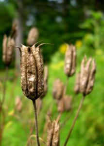 dried seed pods
