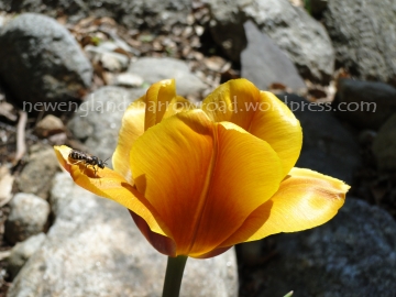 golden yellow tulip