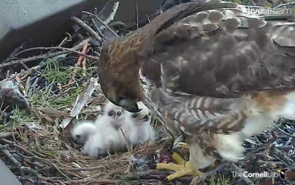 red-tail hawk mom and chicks