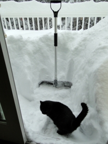 Snow shovel storm