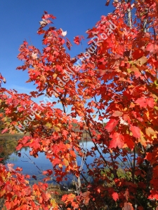 fall foliage photography