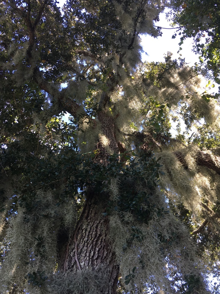 Florida Live oak with Spanish moss