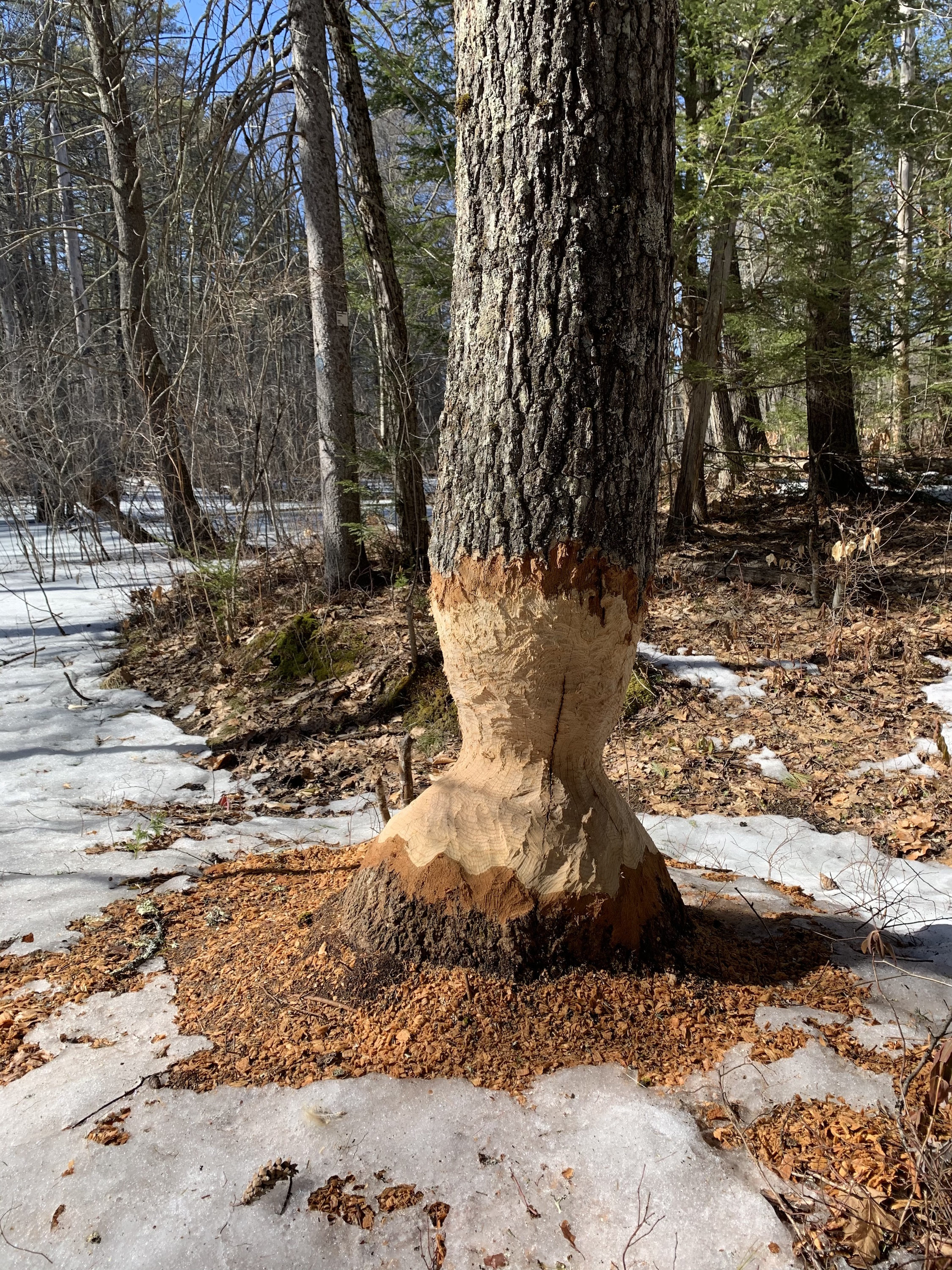 Beaver tree chewed at base